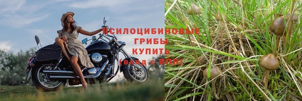 ПСИЛОЦИБИНОВЫЕ ГРИБЫ Алексин