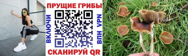 Псилоцибиновые грибы Magic Shrooms где найти наркотики Шацк